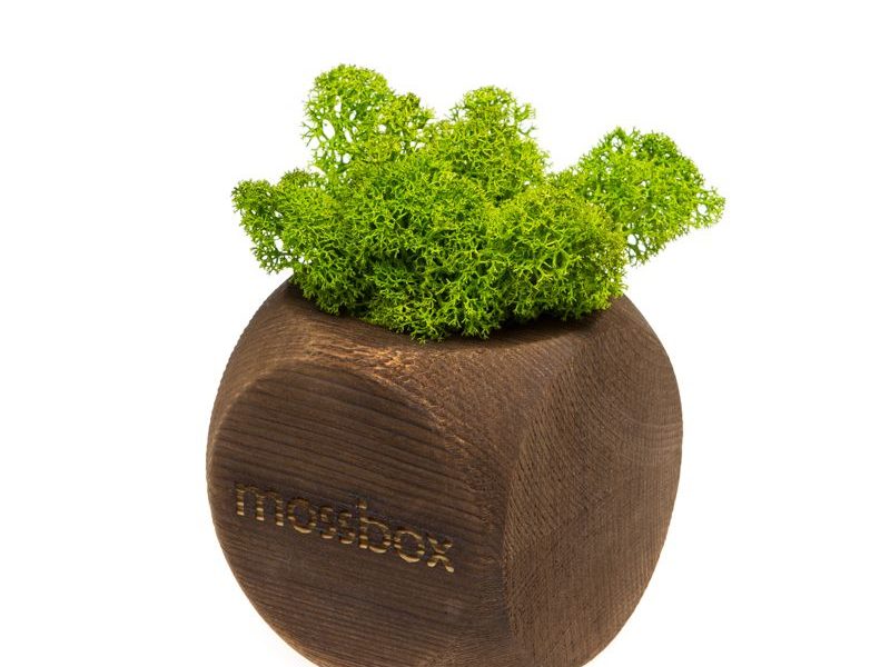 Интерьерный мох MossBox Fire green dice