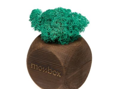 Интерьерный мох MossBox Fire moray dice